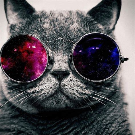 4k Wallpaper Cool Cat Of All Time Learn More Here Quotesgram3