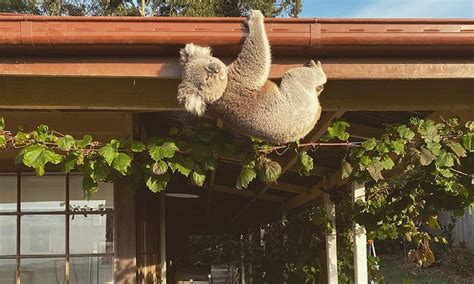 Mother Of Two Shocked To Discover A Mischievous Koala Hanging Upside