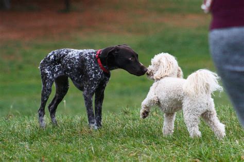 German Shorthaired Pointerpoodle German Shorthaired Pointer And Poodle