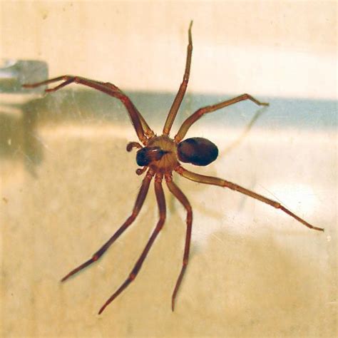 Brown Recluse Spider Web Facts Get Rid Of Brown Recluse Spiders
