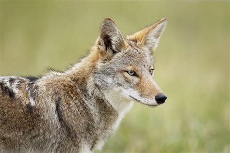 Eastern Coyotes Are Becoming More Like Wolves •