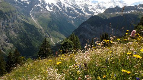Alpine Flowers Of Switzerland Wanderwisdom