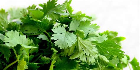4 Best Ways To Use Coriander Leaves For Beautiful Skin