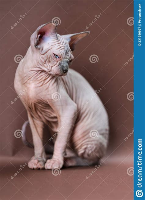 Canadian Sphynx Cat Of Blue Mink And White Color On Brown Background