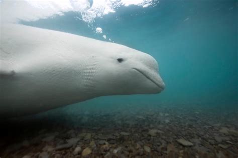 Beluga Whale National Geographic Beluga Whale Whale Beluga