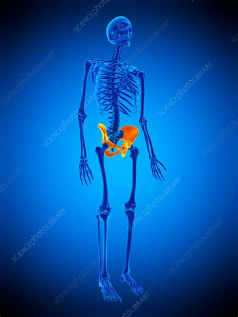 Hip Bones Illustration Stock Image F0169033 Science Photo Library