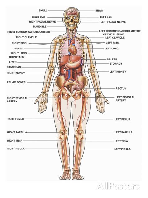 As commonly defined, the human body is the physical manifestation of a human being, a collection of chemical elements, mobile electrons, and electromagnetic fields present in extracellular materials and cellular components organized hierarchically into cells, tissues, organs,and organ systems. Human Body Labeled Inside The Human Body Labeled - Anatomy ...