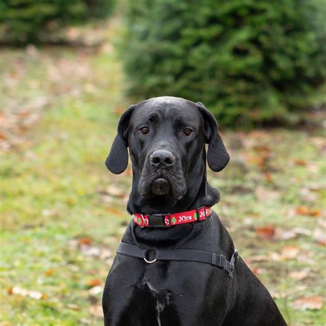 A Complete Guide To The Great Dane Mastiff Mix Everything You Need To