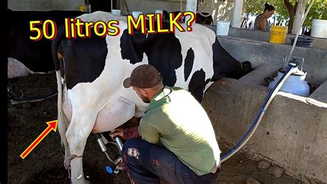 Ordenha Vaca Cow 50 Litros Milk Youtube