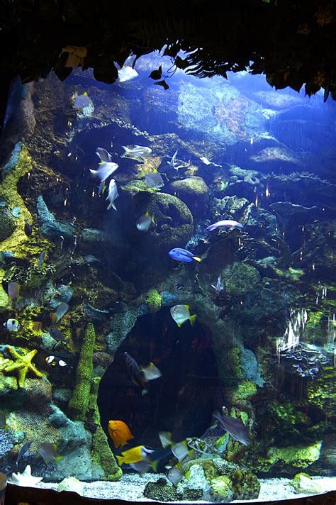 Aquariums In The Rainforestcafe Saltwater Fish Tanks Fish Tank