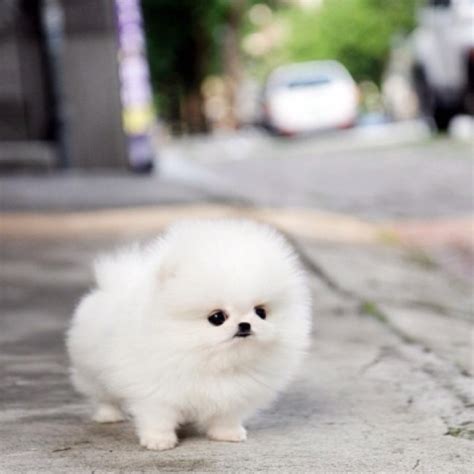 This site might help you. Baby teacup Pomeranian :) | Future pets? | Pinterest ...