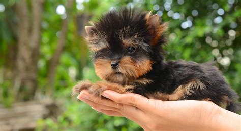 365 likes · 19 talking about this. Teacup Yorkies: Information You Should Know - Petland Kennesaw