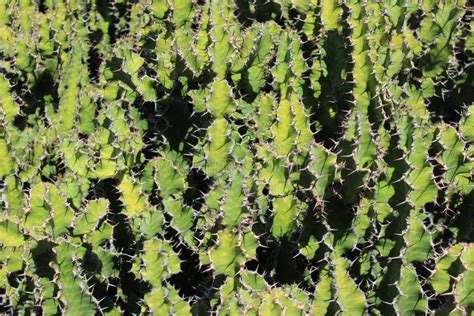 Thorn Texture Stock Image Image Of Succulent Green 15076141