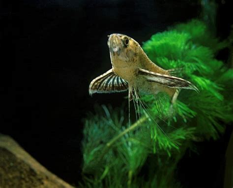 It should not be confused with the winter sea butterfly. African Butterfly Fish: Info with Care Details and Pictures