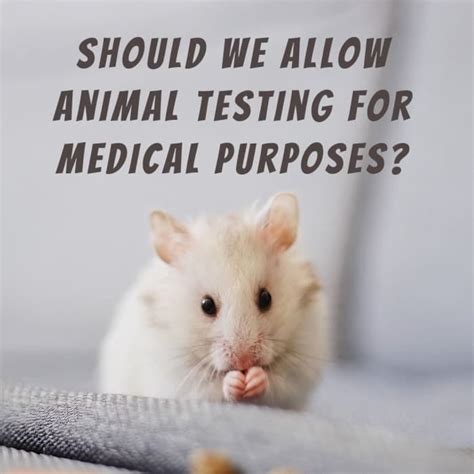 Ethical Dilemma Should Animal Testing For Medical Purposes Be Allowed