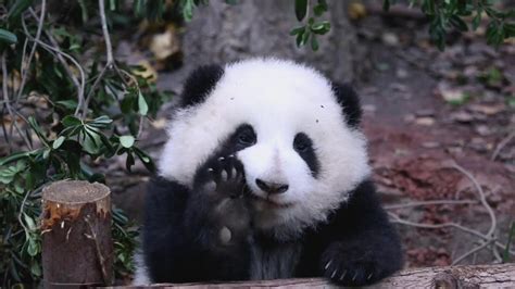 🌸小和花用爪子洗脸 好可爱 Panda Hehua Washes Her Face With Her Paw 大熊猫和花