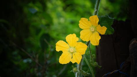 Yellow Flowers Of A Vine Plant Pixahive