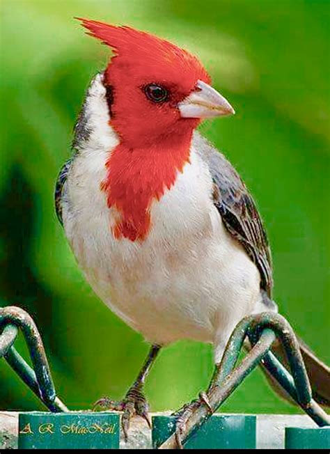 Northern Cardinal Cardinal Rouge Beautiful Birds Colorful Birds