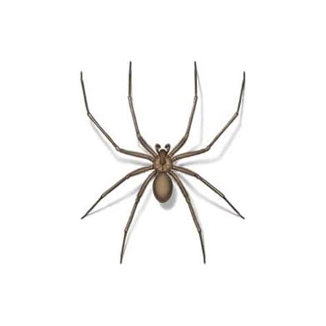 (2) male black widow spider. Recluse Spider Identification & Behavior | Hitmen Termite ...