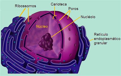 Biologia Na Escola Estrutura Do Núcleo