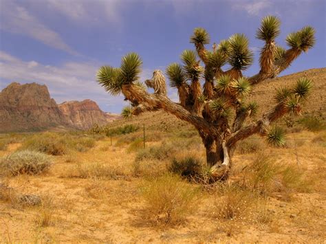 Fotos Gratis Paisaje árbol Naturaleza Desierto Montaña Planta