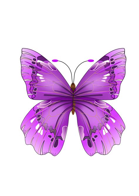 Butterfly Png Image Purepng Free Transparent Cc0 Png Image Library