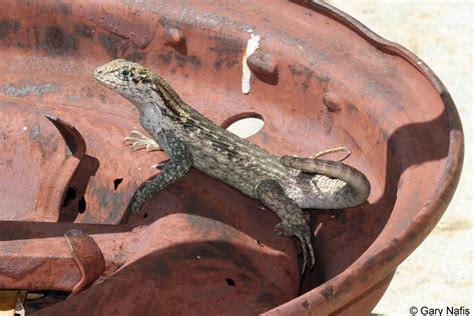 Northern Curlytail Lizard Leiocephalus Carinatus