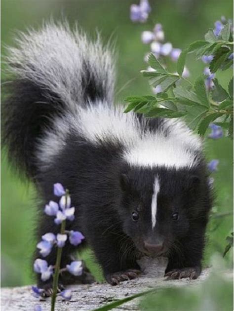 Pin By Jeyraw On Tiere Baby Skunks Cute Baby Animals Animals Beautiful