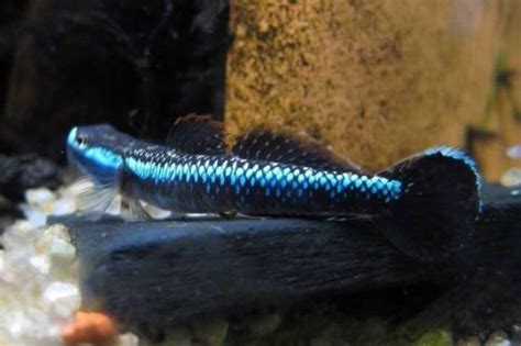 Male Neon Blue Stiphodon Goby Trins Tropical Fish