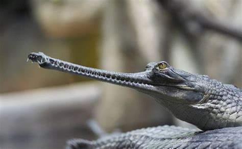Young Indian Gavial Or Gharial Crocodile Facts And Information