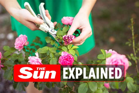 When Is The Best Time To Prune Roses The Us Sun