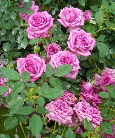 Cottage Farms Direct Live Mini Vis Violet Rose Set Of Two