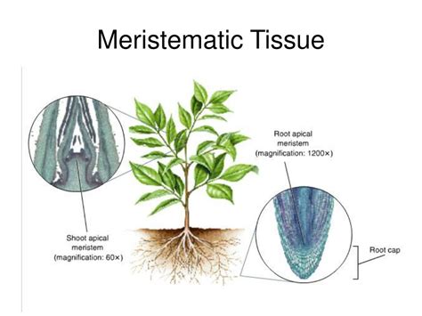 Ppt 231 Specialized Tissues In Plants Powerpoint Presentation Free