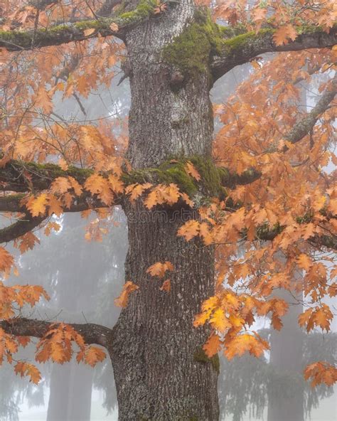 Foggy Forest Fall Colors In Forest Park Portland Oregon Stock Image