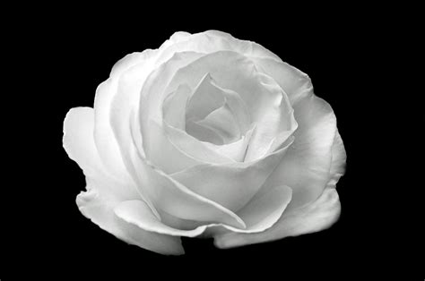 White Roses Black Backgrounds Wallpaper Cave
