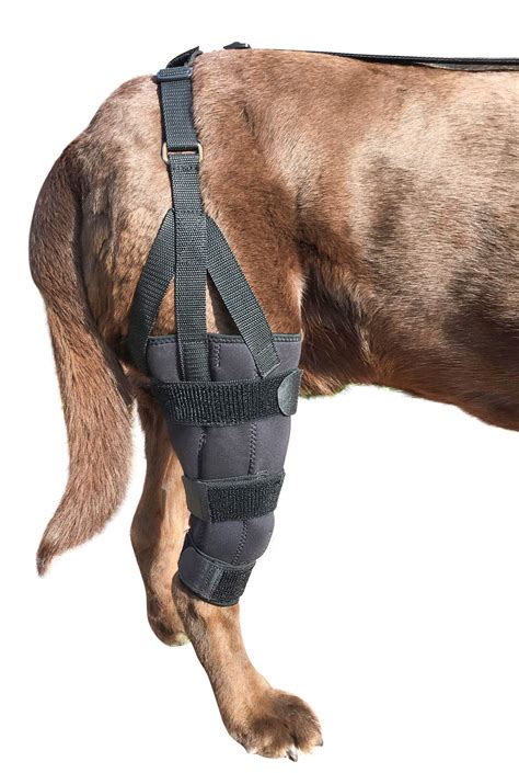 Buy Labra Dog Canine Knee Stifle Brace Wrap Metal Splint Hinged