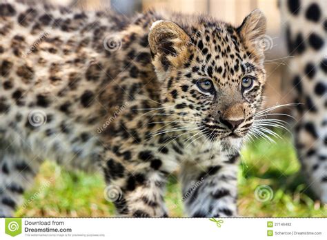 Close Up Of Cute Baby Amur Leopard Cub Stock Photography
