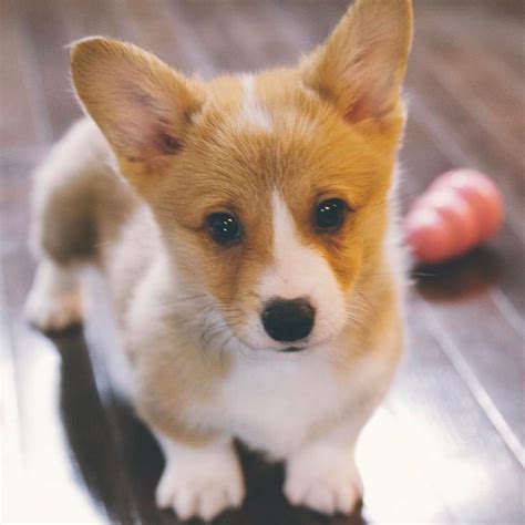 8 Adorable Baby Corgis You Pawsitively Have To See Corgi Cute Baby