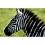 Zebra Wallpaper 2560x1600 10920  WallDiskPaper