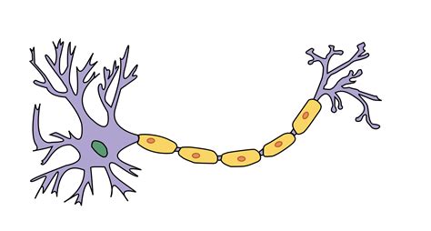A Unlabelled Neuron Clipart Best