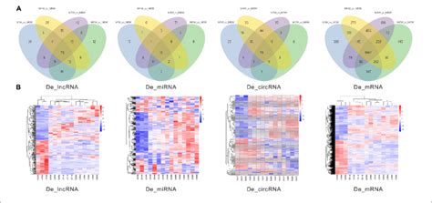 | Venn diagrams and heat maps of DE ncRNAs and mRNAs. (A) Venn diagrams... | Download Scientific ...