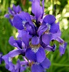 File:Iris (plant).jpg