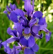 File:Iris (plant).jpg - Wikimedia Commons
