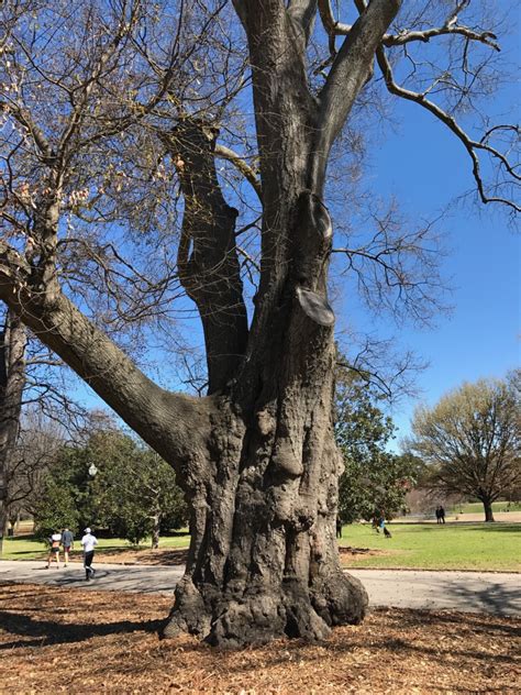 Saying Good Bye To A Grand Old Tree Saportareport