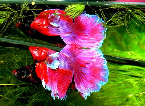 Unusual Tropical Fish For Your Freshwater Home Aquarium