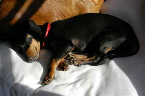 Doxie-Pin | Doxie-Pins - Dachshund x Miniature Pinscher