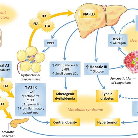 Pathophysiology Of Nafld As A Continuum From Obesity To Metabolic