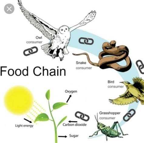 We did not find results for: explain the ' Food chain ' with the suitable example ...