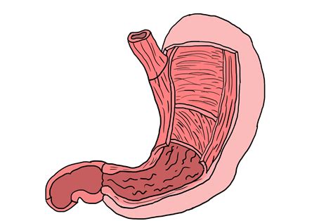 Stomach Human Anatomy And Physiology Definition Different Parts And Function Of Stomach
