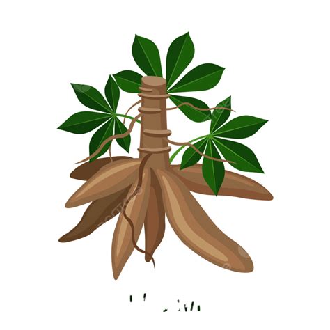 Plant With Roots Clipart Transparent Background Cassava Plant Icon